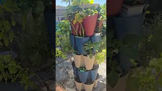 Spring Garden Tour  And Giveaway! #GreenStalk #food #fun #live #love #cooking #family #news 