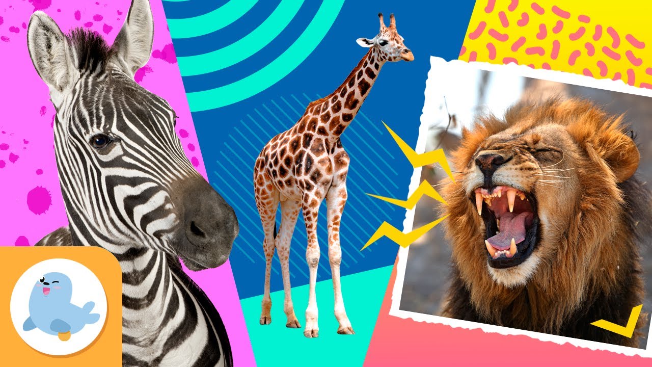 ANIMAIS DA SAVANA AFRICANA 🦁🦓 LEÃO, ZEBRA e GIRAFA 🦒 Recopilação
