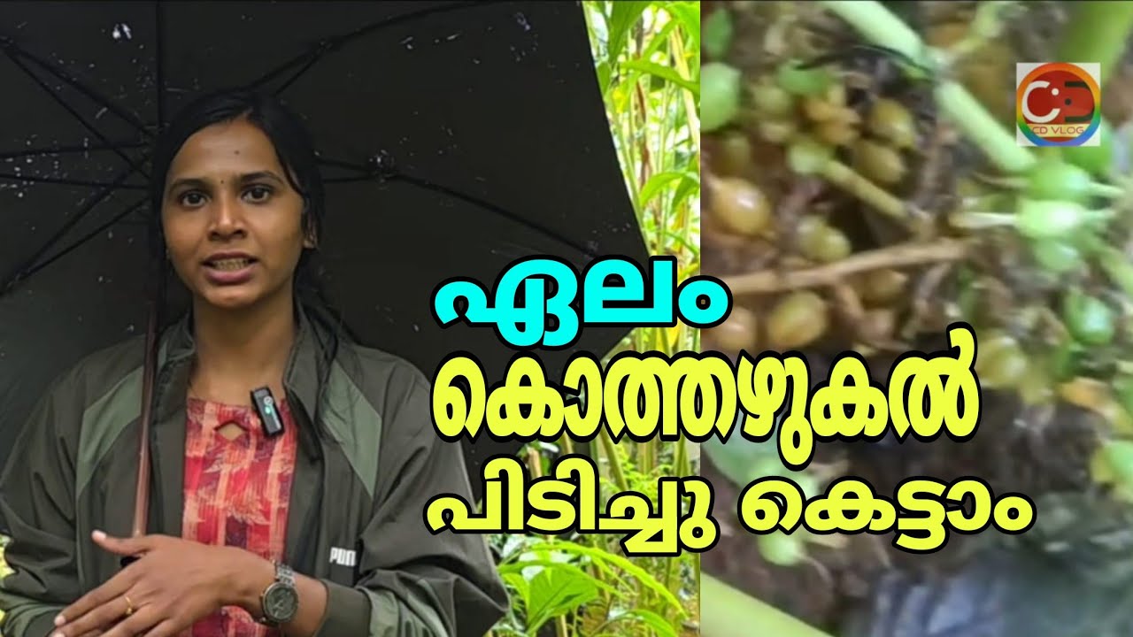ഏലം I ഇപ്പോഴുള്ള തട്ടമറിച്ചിൽ നിയന്ത്രിച്ച് ചെടിയെ രക്ഷിക്കുക I ഇതാ മൂന്ന് വ്യത്യസ്ത മാർഗ്ഗങ്ങൾ   | Cardamom I Control the current decline and save the plant I Here are three different ways