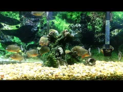 Red Belly Piranhas Swimming In My Tank