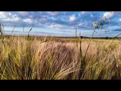 Champ de blé un soir de mai en Gascogne