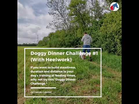 Optimum Canine - Contact Via Website video.