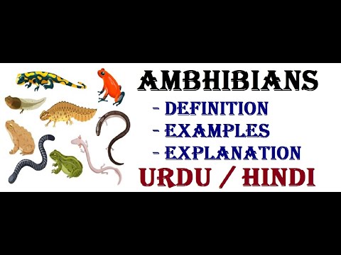 meaning-of-amphibians-in-hindi Mp4 3GP Video & Mp3 Download unlimited Videos Download meaning-of-amphibians-in-hindi Mp4 3GP Video & Mp3 Download unlimited Videos Download