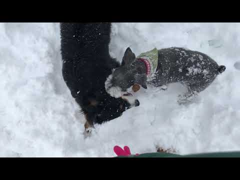 Columbia Missouri 2019 snow storm