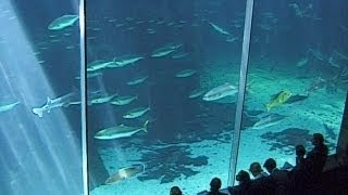 preview picture of video 'Two Oceans Aquarium, Waterfront, Cape Town - South Africa Travel Channel'