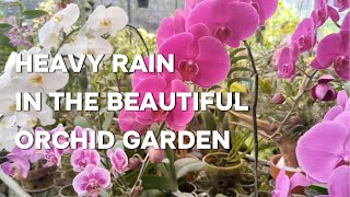Orchid Oasis: Finding Peace in the Rain