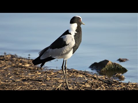 Blacksmith Lapwing call / sound