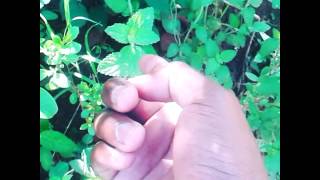 This Shrub Bleeds: It Got Me Blood On My Hands