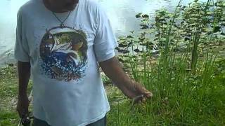 preview picture of video 'Bluegill Fishing at Taylor Creek'