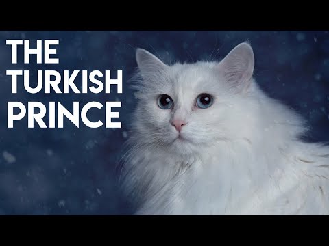 Turkish Angora Cat - Learn ALL About Them | Cats 101