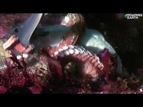 #giant octopus attacks shark 🦈