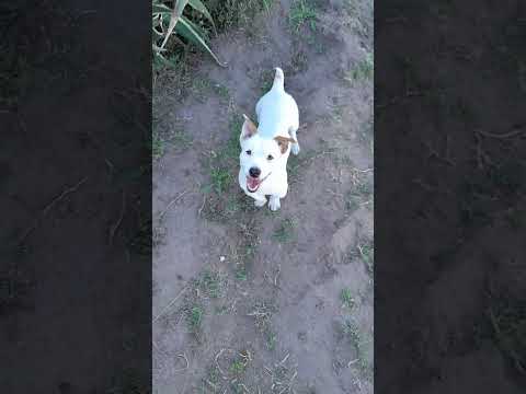 Ese que ta ahi... #humor #perros #perro