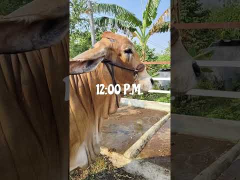 11:00 A.M. #shortvideo #fyp #farmlife #cattle #brahmancattle