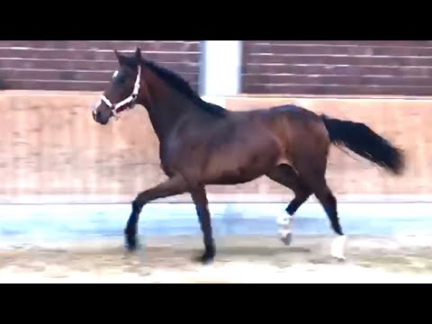 Escada (Erdinger x Furstenball x Rubinstein x Argentinus)