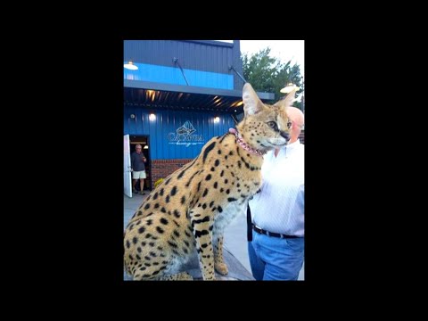 Here, kitty kitty. Escaped serval cat back with Gig Harbor owners
