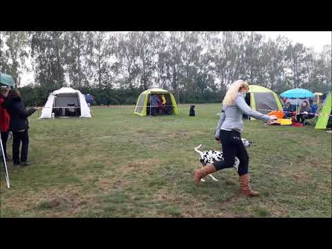 VII.Country dog show Martiněves 2020-Dalmatian girl VIKY Part 1.