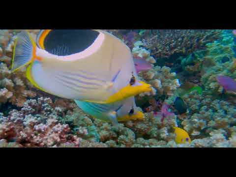 Fiji – Beautiful Walls, Soft Corals and Critters 13B - scuba diving video