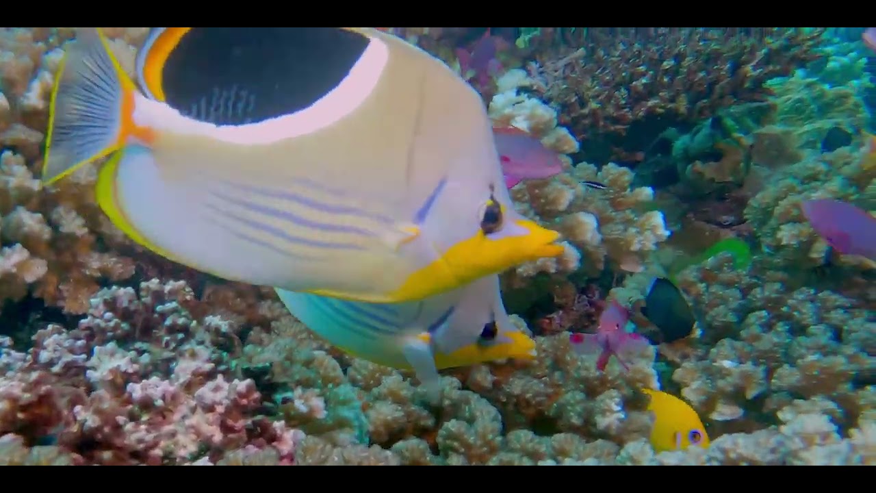 Sixteenth of 17 videos - Diving aboard "Naía" amongst multiple Fijian islands in pristine clear water