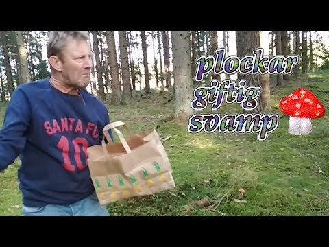 Berra plockar svamp | Hur man plockar giftig svamp