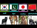 Illegal Exotic Pets By Country