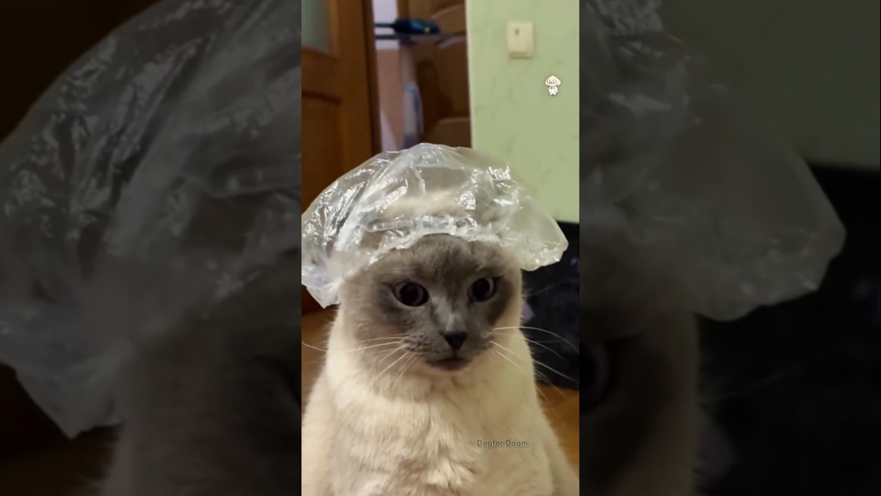 Top Funniest Cats You'll See Today | Cute, Silly & Hilarious Cat Moments Compilation