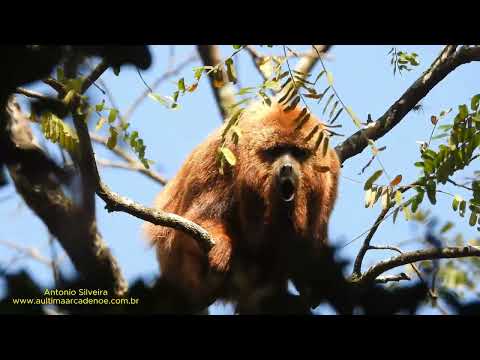 Bugio-ruivo (Alouatta guariba clamitans) por Antonio Silveira.
