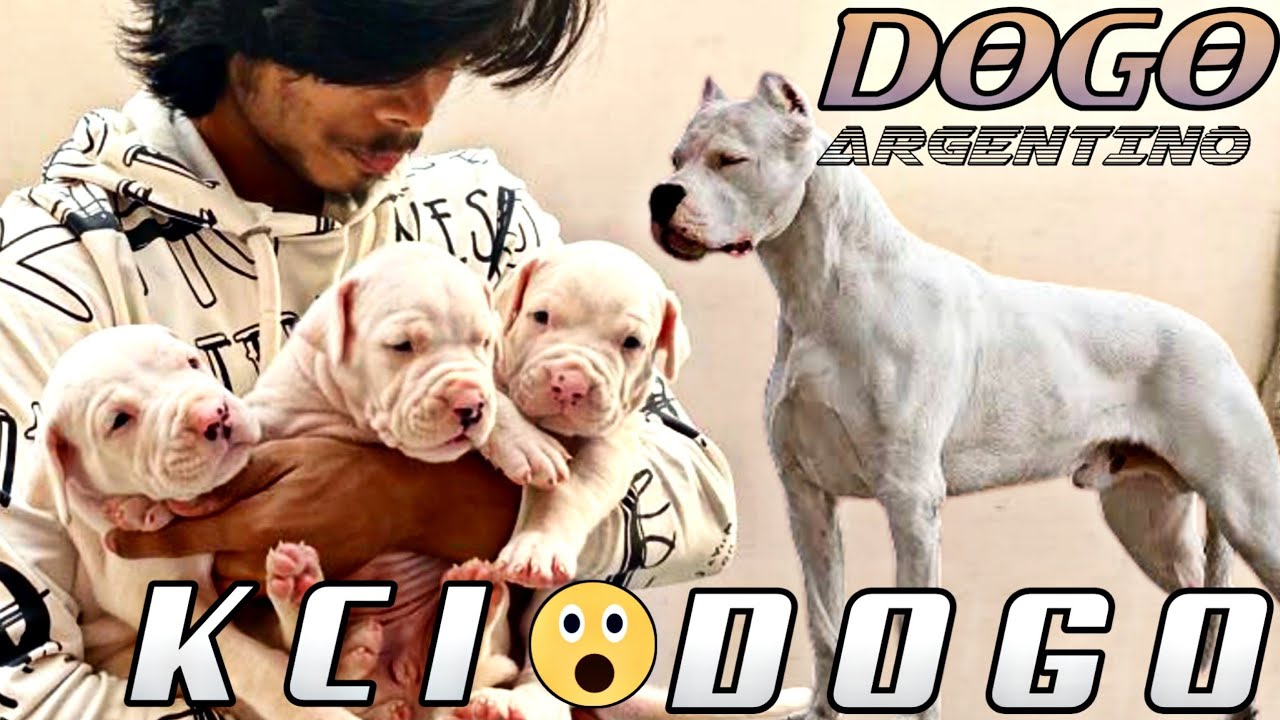 Watch video Dogo argentino || Kci registered dogo argentino puppies || Top quality dogo argentino Now Dogo argentino || Kci registered dogo argentino puppies || Top quality dogo argentino