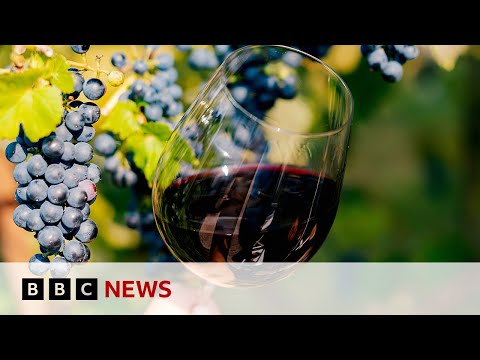 Video | How is Scandinavia growing its wine industry? | BBC News
