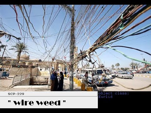 SCP-229 " Wire Weed " object class: Euclid
