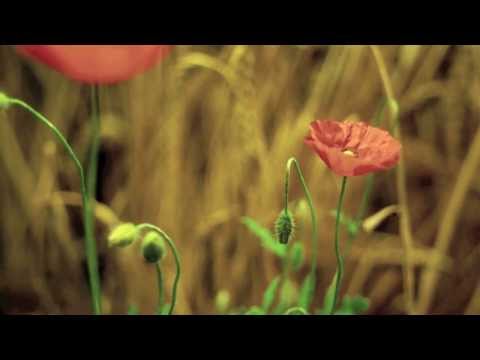 Frecuencia Álmica III en 432 hz - Lucas Cervetti