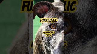 #shorts🦴Nuclear Dog Part II by Funkadelic | Turn up the volume and feel the beat📻