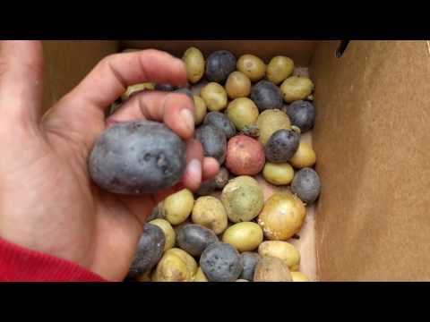 Grow Potatoes Like Weeds