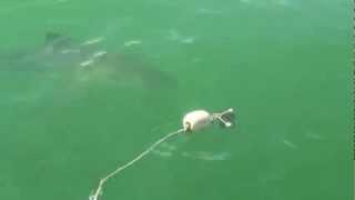 shark showing is pearly whites