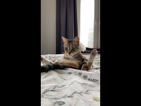 Smart Dog and cat cute #shorts #5897