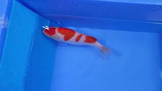 video van Yondan Kohaku KO-V23-0299