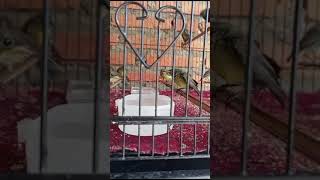 Download lagu cuitan // call khas konin natuna,,, ready stol ombyokan 083119873968 Malang kota mp3 Download lagu cuitan // call khas konin natuna,,, ready stol ombyokan 083119873968 Malang kota mp3