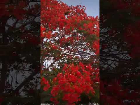 Jummah Mubarak | flowers |💐 #jummamubarak #youtubeshorts #viral #shorts #flowerslover #foryou #fyp