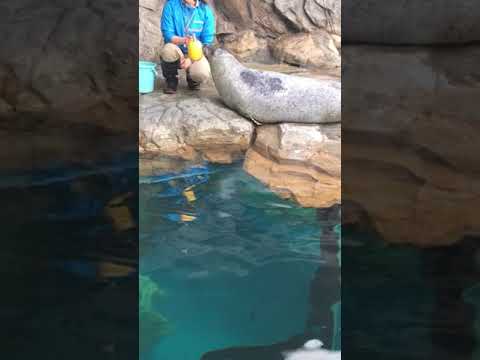 アシカについて詳しく解説