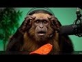 WARNING ️ This Monkey S ASMR Is TOO Satisfying Full Compilation
