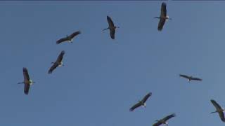 HÍREK A TERMÉSZETBŐL