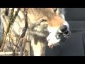 Coyote Eating A Rabbit