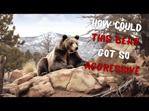 Bear's Cute Exterior CONCEALS a Swift MADNESS Towards Woman