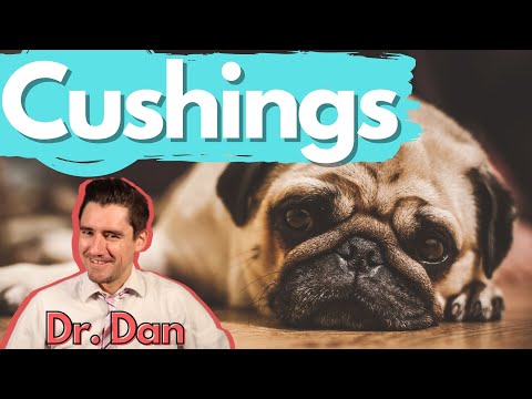 Dog Cushings Disease.  Dr. Dan covers symptoms, diagnosis, and treatment of Cushing's disease