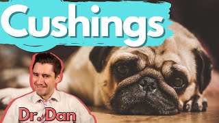 Dog Cushings Disease.  Dr. Dan covers symptoms, diagnosis, and treatment of Cushing