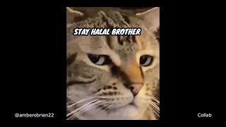 STAY HALAL BROTHER