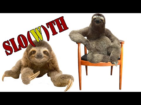 Fakta Unik Tentang Sloth Atau Kungkang