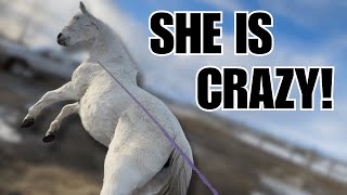 RESCUE horse goes WILD! ~ I was NOT expecting this!