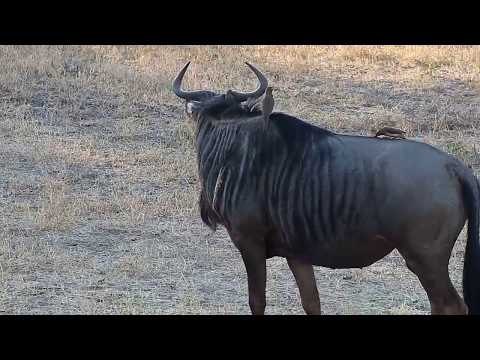 Djuma: Wildebeests - 15:56 - 06/06/19