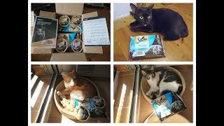 Mis gatos probando la comida Sheba