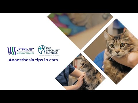Anaesthesia tips in cats